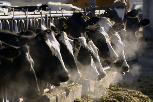 FILE - A line of Holstein dairy cows feed through a fence at a dairy farm in Idaho on March 11, 2009. As of April 11, 2024, a strain of the highly pathogenic avian influenza, or HPAI, that has killed millions of wild birds in recent years has been found in at least 24 dairy cow herds in eight U.S. states: Texas, Kansas, New Mexico, Ohio, Idaho, Michigan and North Carolina and South Dakota. (AP Photo/Charlie Litchfield, File)