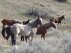 Wild horses stand in a group along a hiking trail in Theodore Roosevelt National Park on Saturday, Oct. 21, 2023, near Medora, N.D. U.S. Sen. John Hoeven, R-N.D., said Thursday, April 25, 2024, he has "secured a commitment" from the National Park Service to keep the roughly 200 horses that roam the park's South Unit. In 2022, the Park Service began a process that included proposals for removing the horses, which park visitors adore. (AP Photo/Jack Dura)