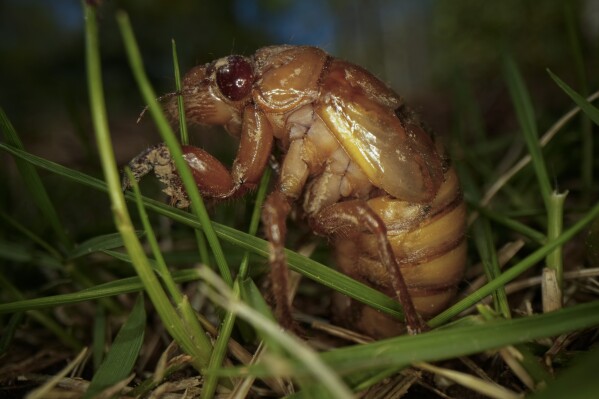 A periodical cicada nymph wiggles in the grass in Macon, Ga., on Thursday, March 28, 2024, after being found while digging holes for rosebushes. Trillions of cicadas are about to emerge in numbers not seen in decades and possibly centuries. (AP Photo/Carolyn Kaster)