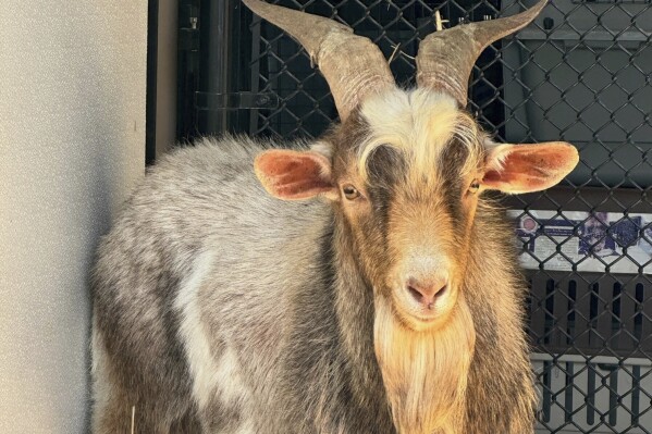 This photo provided by the KC Pet Project shows a goat believed to be named Chug after being rescued from a bridge on Tuesday, April 9 2024 in Kansas City, Mo. The escaped mountain goat that somehow got stuck under the bridge has survived a rocky rescue effort and now may be reunited with the owners who suspect he was stolen from their farm two months ago.(Tori Fugate/KC Pet Project via AP)