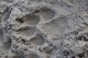 FILE - A track from a wolf is seen in the mud near the Slough Creek area of Yellowstone National Park, Wyo., Wednesday, Oct. 21, 2020. As Yellowstone National Park in Wyoming opens for the busy summer season, wildlife advocates are leading a call for a boycott of the conservative ranching state over laws that give people wide leeway to kill gray wolves with little oversight. (AP Photo/Matthew Brown, File)