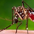 Aedes Mosquito