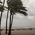 Palm tree blowing in a hurricane