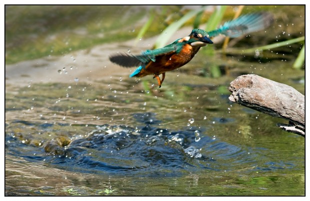A Kingfisher on the Mardyke in Thurrock, Essex