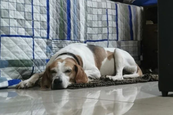 Jhonny, cachorro da raça foxhound-americano