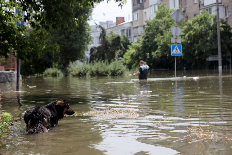 A dog walks in the water during an evacuation from a flooded area in Kherson, Ukraine.