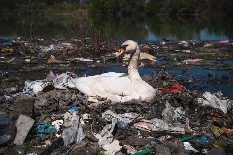 A swan makes a nest out of plastic trash near a sewage drain on the banks of the Danube River, close to downtown Belgrade, Serbia, on April 18, 2022.