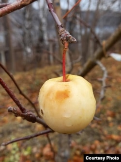 Плод арктической яблони, выведенной Всеволодом Крутовским
