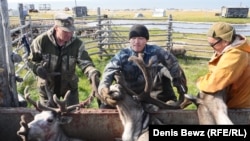 Василий Ушницкий (в центре) держит оленя, чтобы ветеринар смог поставить прививку