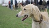 Kyrgyzstan-Taigan-Kyrgyz Sighthound