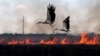 Аисты пролетают над полем, загоревшимся в результате обстрела Николаевской области, 4 июля 2023 года