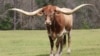 Техасские быки лонгхорны – потомки скота, привезенного в Новый Свет Колумбом