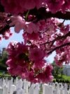 BOSNIA AND HERZEGOVINA - SARAJEVO - JAPANESE CHERRY TREE