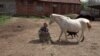 Serbian who devotes his life to rescuing horses