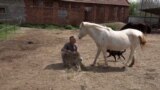 Serbian who devotes his life to rescuing horses