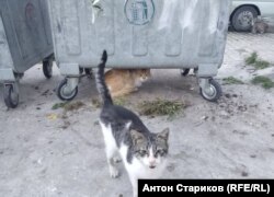Бездомные кошки