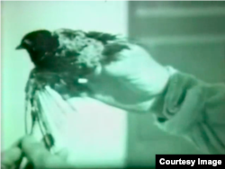 Стоп-кадр из советского документального фильма "Опыт на полигоне № 2" о ядерных испытаниях 1949 г.