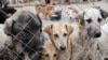 Собаки в приюте в Чечне (архивное фото)