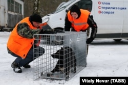 Отлов бездомных собак в Калининграде