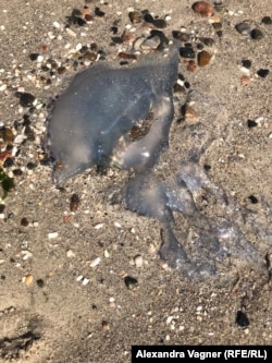 Погибшая полуметровая медуза, выброшенная морем на побережье. Одесса, 10 октября 2022 года