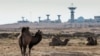 Верблюды на фоне станции слежения за космическими аппаратами на Байконуре