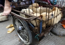 Живые собаки, которых скоро могут зажарить заживо, в китайском городе Юйлинь