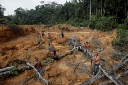 Индейское племя Мура на месте вырубленного участка сельвы в штате Амазонас в Бразилии