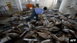 Китайские рыбаки отрезают плавники у убитых акул