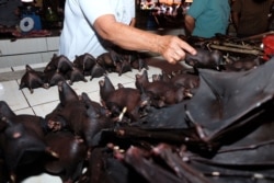 Летучие мыши на "мокром рынке" в одном из городов индонезийского острова Сулавеси
