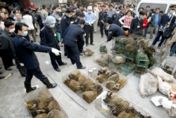 Циветтов убирают с рынка в городе Гуанчжоу. Это 2004 год, самый конец эпидемии SARS