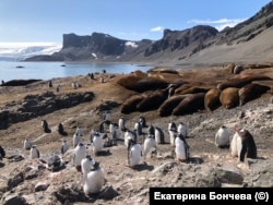 Пингвины и морские котики, Антарктида