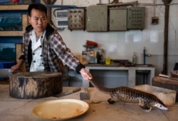 Мясник в Китае готовится убить панголина, которые ценятся в народной медицине