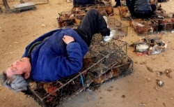 Продавец на "мокром рынке" в китайском городе Нанкин спит на клетке с птицами. Рядом – утки на продажу