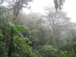 Влажный экваториальный лес в истоках Амазонки, Эквадор