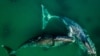 Гренландские киты, архивное фото