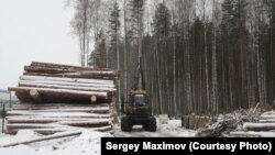 Вырубка леса на севере Петербурга