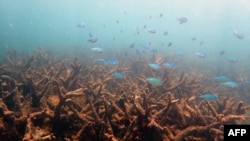 Обесцвечивающиеся каменистые кораллы "оленьи рога" на Большом Барьерном рифе