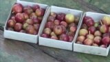 Яблоки Якутия (видео)
