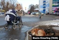 Пермь. Бездомные собаки на одной из улиц города