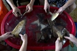 Обработка акульих плавников в китайском ресторане