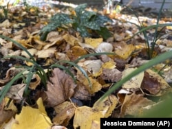 This Oct. 27, 2022, by Jessica Damiano shows a thin layer of fallen leaves in a garden bed on Long Island, NY. (Jessica Damiano via AP)