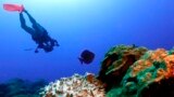 FILE - Bleached coral is visible next to healthy coral during a scuba dive at the Flower Garden Banks National Marine Sanctuary, off the coast of Galveston, Texas, Sept. 15, 2023. (AP Photo/LM Otero)