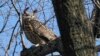 New York City Owl Flaco Dies After Crashing Into Building 