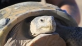 FILE - Gertie, an endangered Bolson tortoise, is shown to a group of state and federal wildlife officials during a trip to Ted Turner's Armendaris Ranch in Engle, N.M., on Friday, Sept. 22, 2023. (AP Photo/Susan Montoya Bryan)