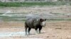 Namibia rhino poaching on rise in first quarter of 2024