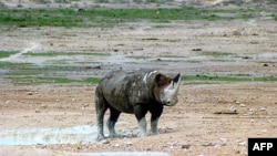 FILE - A rhino is seen in Etosha National Park, Namibia, March 4, 2007. The park is home to the highest concentration of black rhinos in the world.