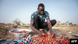 Yiwendenda Tiemtoré sorts strawberries in his field in Ouagadougou, Burkina Faso, on March 28, 2024. 