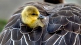 A gosling sits in the plumage of its mother, in a meadow in Frankfurt, Germany, April 13, 2024. 