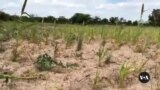 World Food Program: Zimbabwe's Food Insecurity Is Worsening
