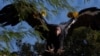 FILE - Seekor burung Condor California bernama Molloko di Taman Safari Kebun Binatang San Diego di Escondido, California, AS, 2 November 2021. (REUTERS/Mike Blake)